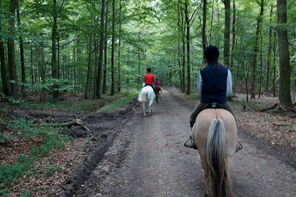 Anden særlig race Charlie billede 24
