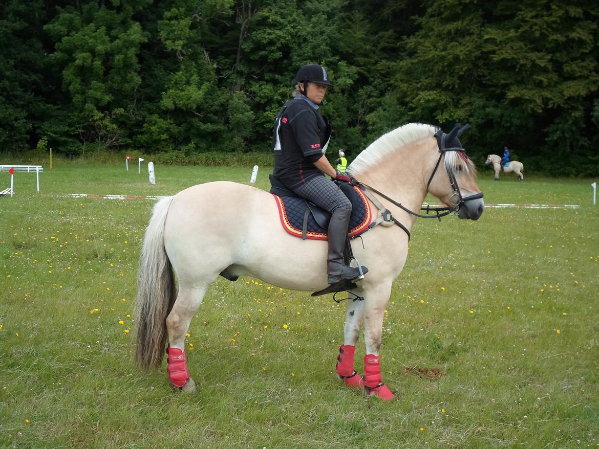 Fjordhest Birkens Jack - DM i TREC 2014 billede 35