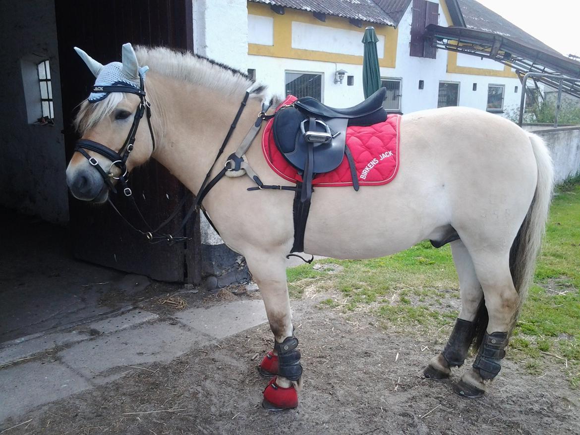 Fjordhest Birkens Jack - juni 2014 billede 3