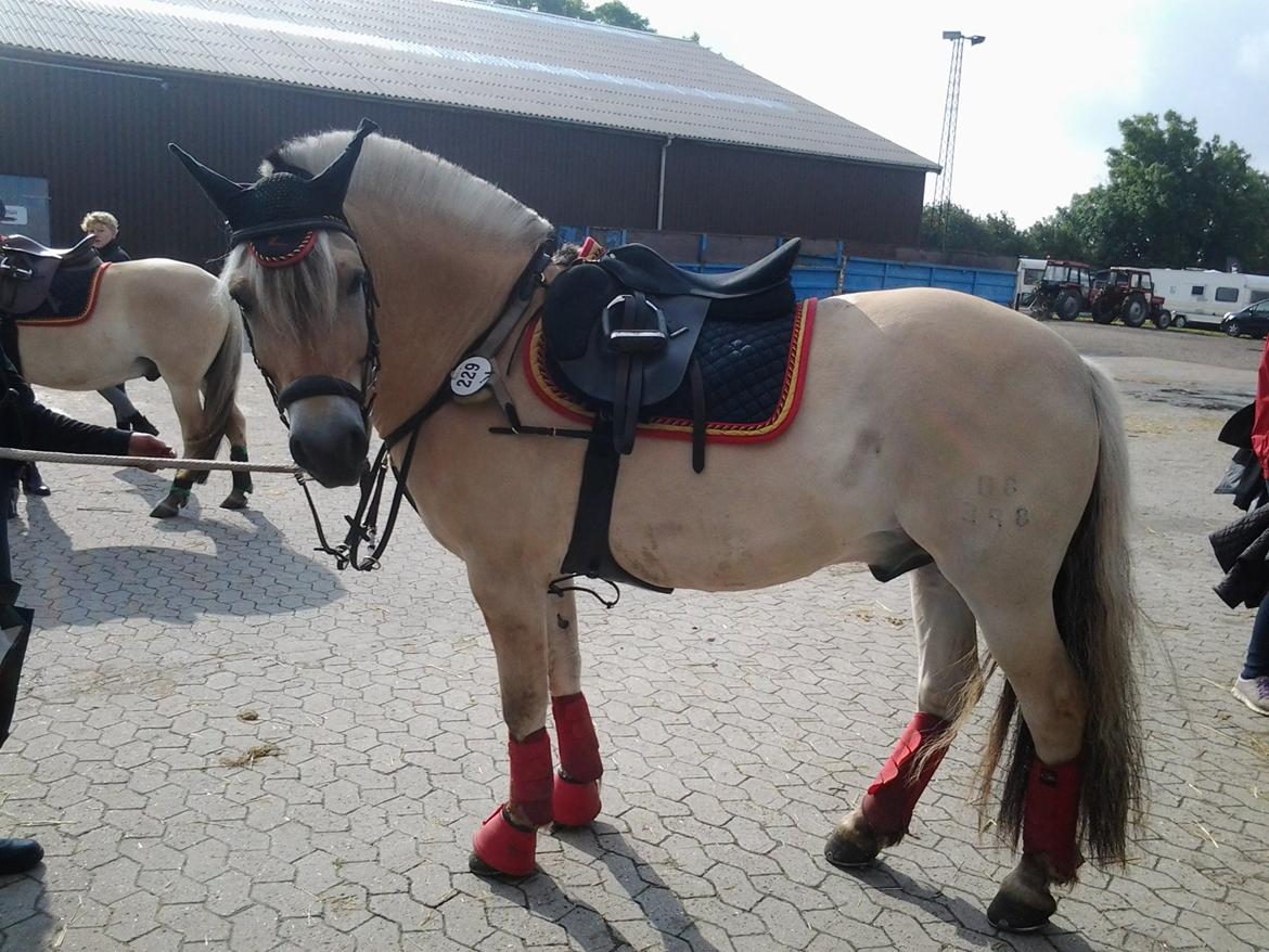 Fjordhest Birkens Jack - DM 2014 billede 32