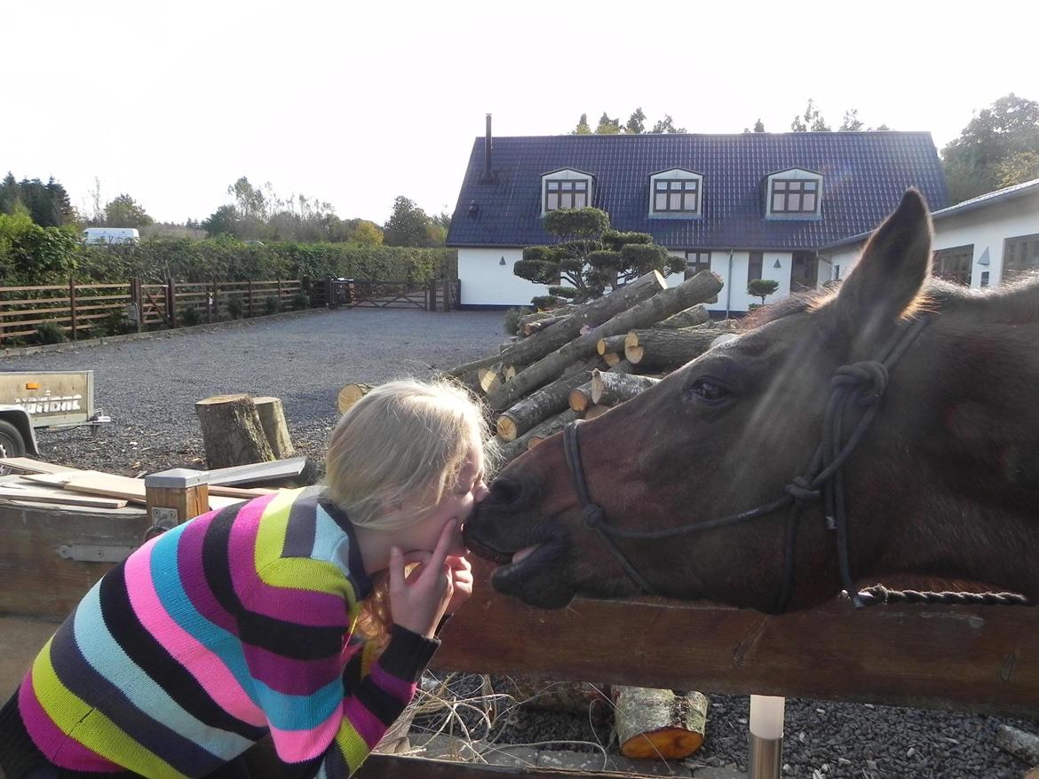 Anden særlig race Diango (miss) billede 10