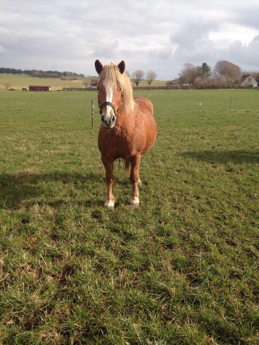 Haflinger Debbie billede 7