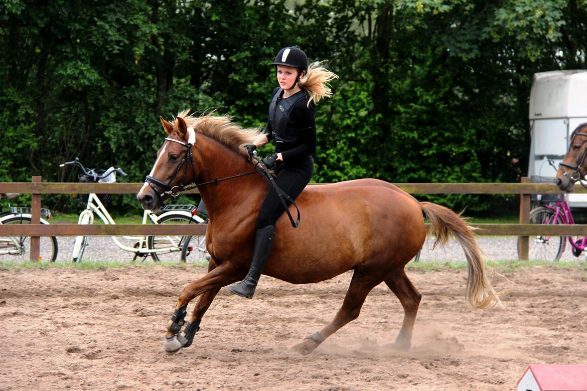 Anden særlig race Sasha billede 11