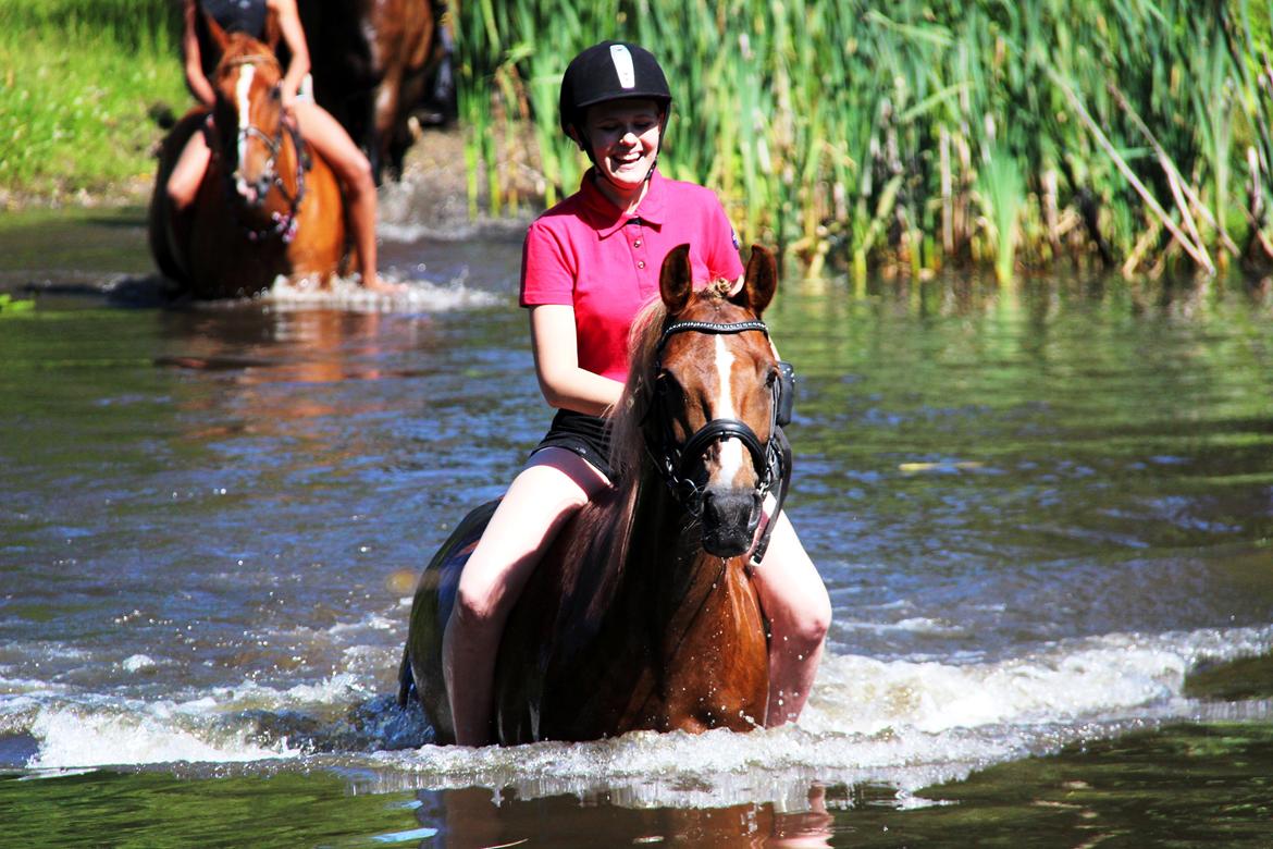 Anden særlig race Sasha billede 6