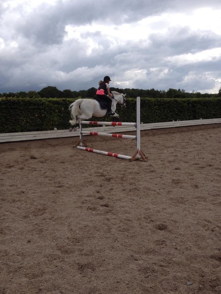 Welsh Partbred (Sec F) Ballettens Silent Victory - Springtræning billede 12