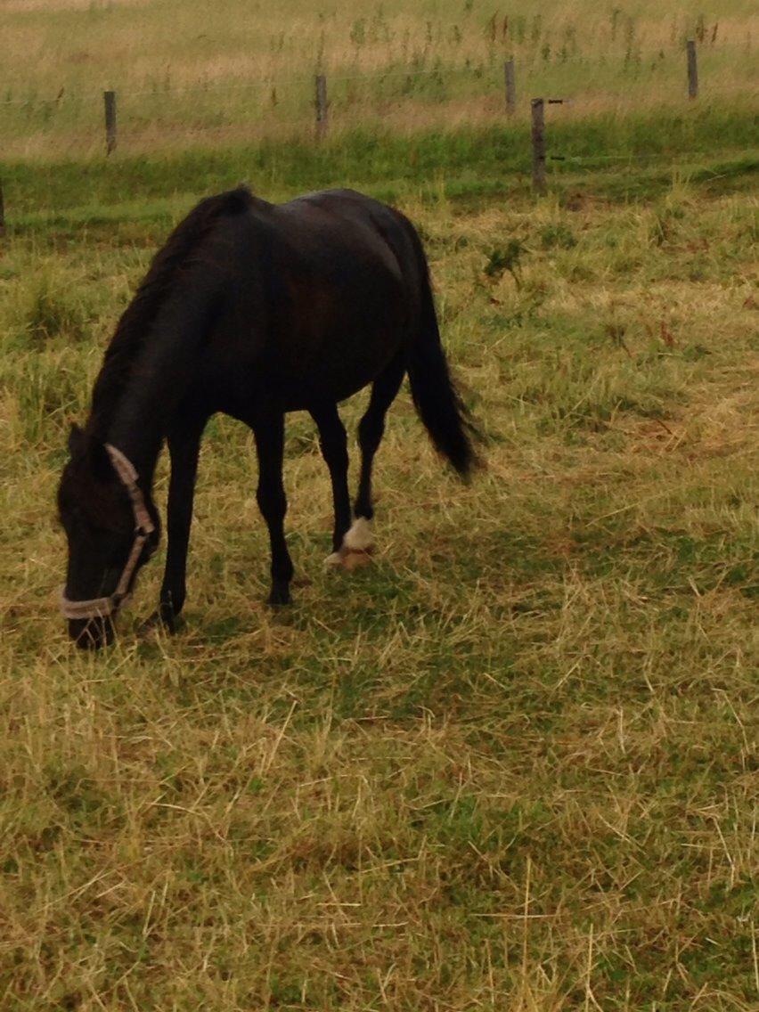 Pinto Dark Prinsess Andjelina billede 19