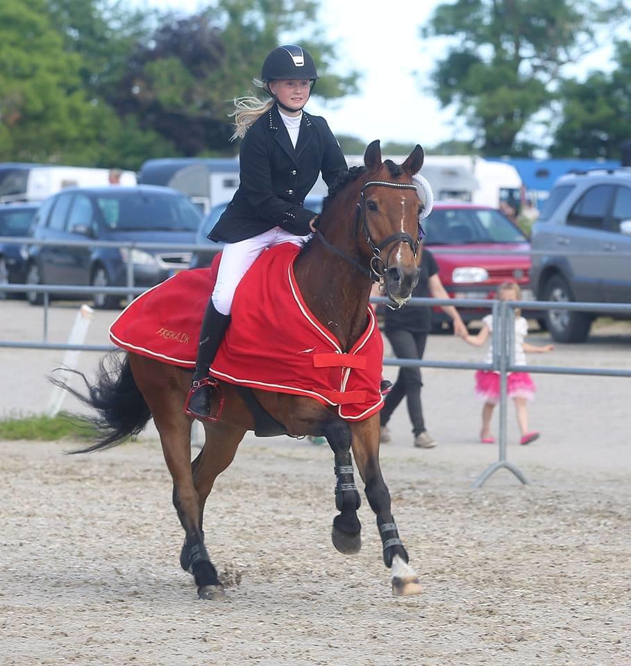 New Forest Langmarksgaards zorro - Tut og Mopper vindere af Århusmesterskabet 2014 LB2** billede 1