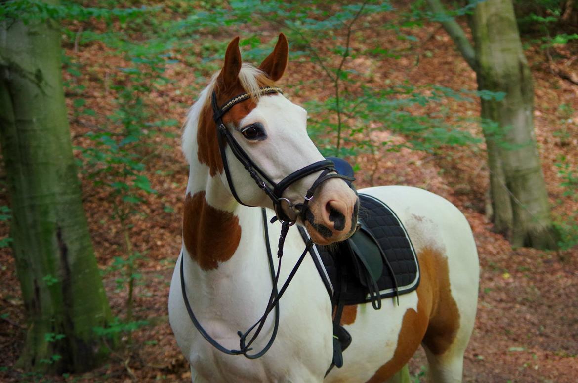 Pinto Camelot - wow <3 billede 1