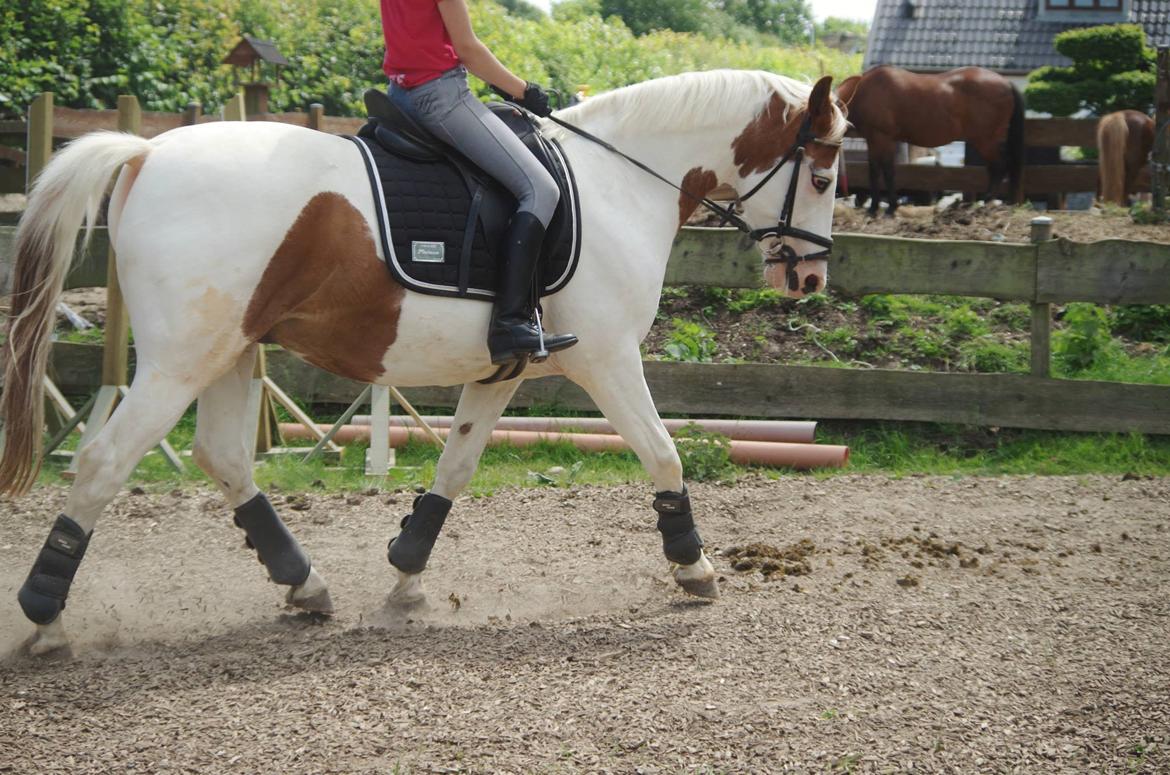 Pinto Camelot billede 5