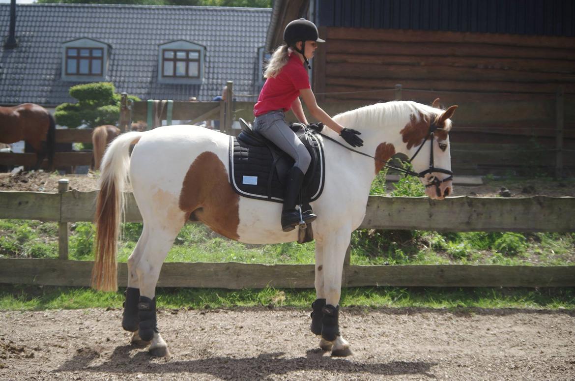 Pinto Camelot billede 6