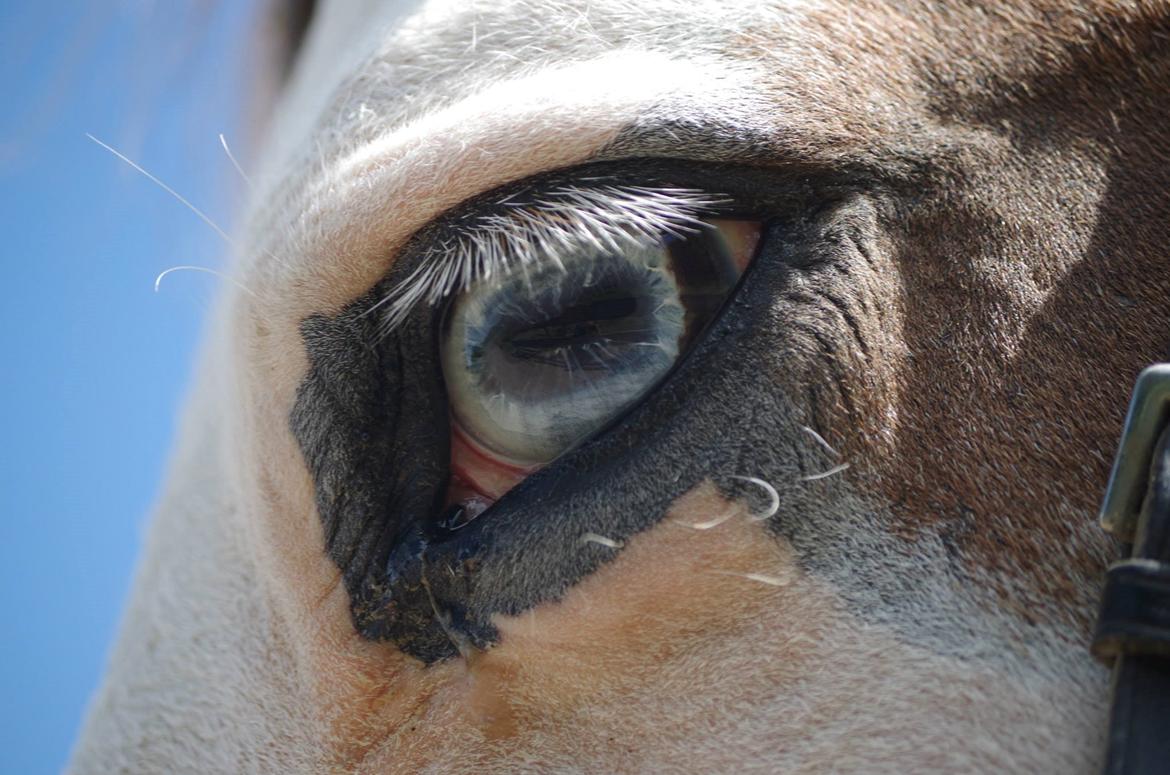 Pinto Camelot - dit blå øje <3 billede 8