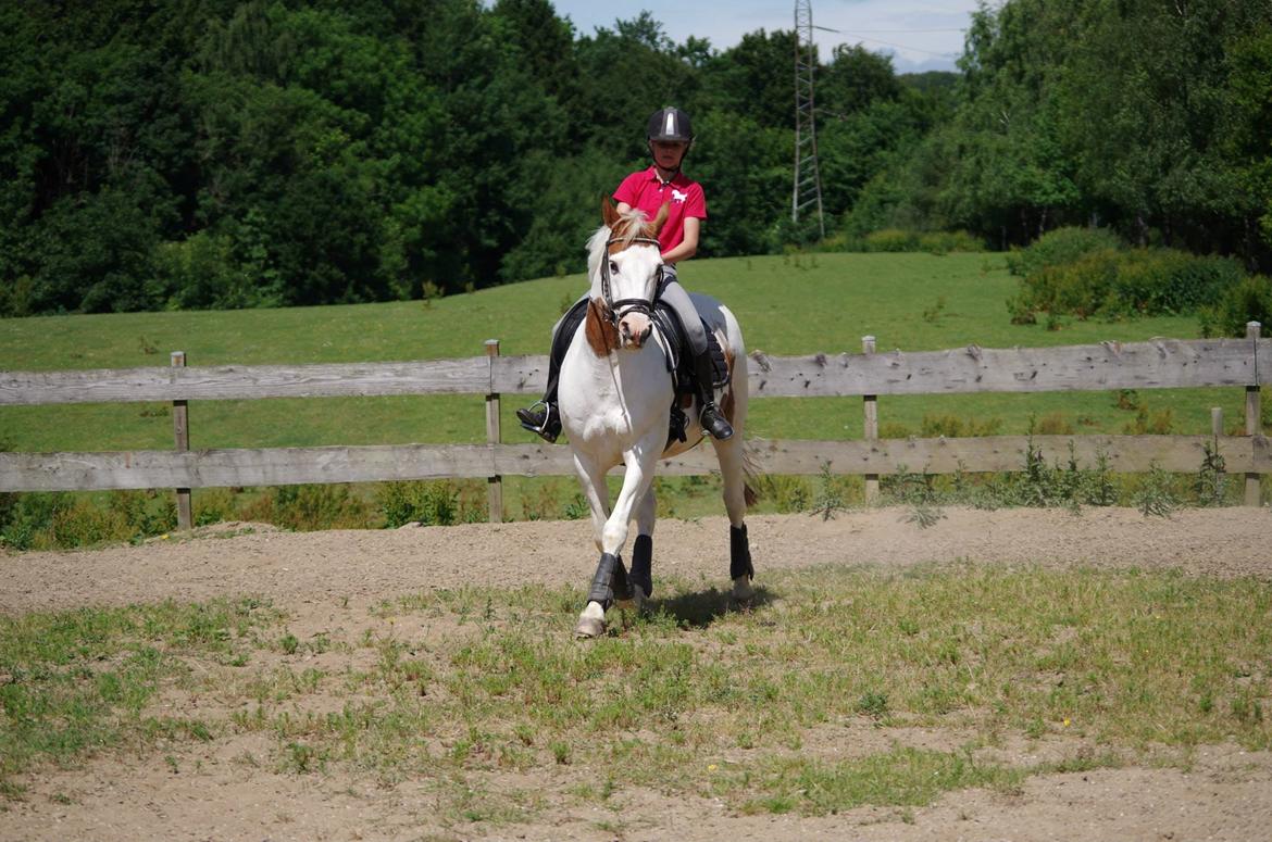 Pinto Camelot - schenkelvigning <3 billede 11