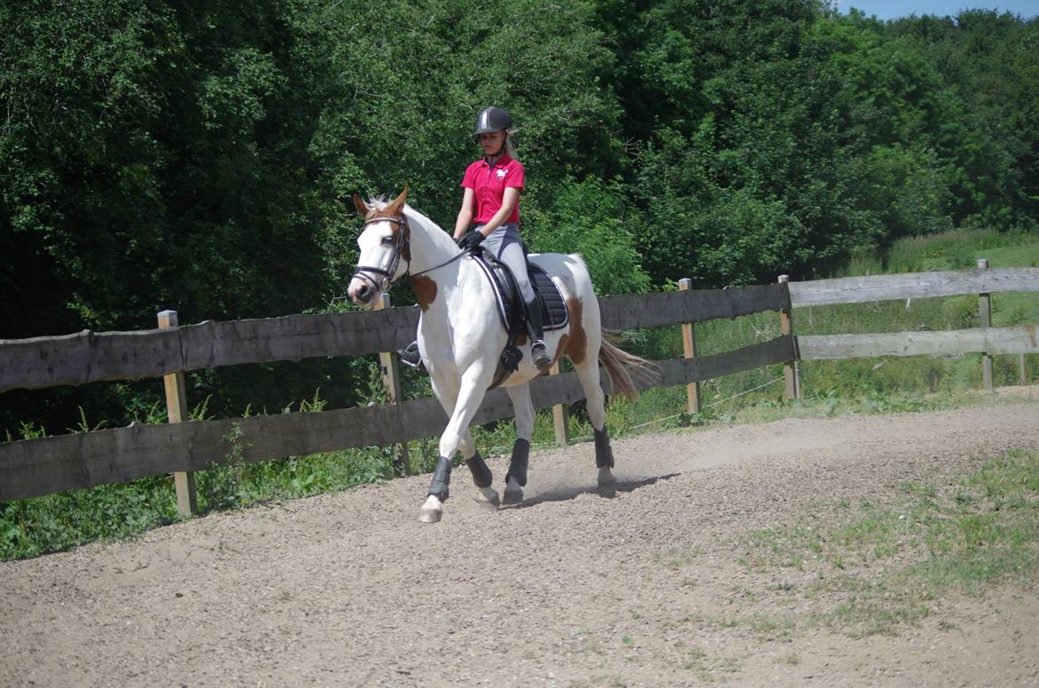 Pinto Camelot billede 17