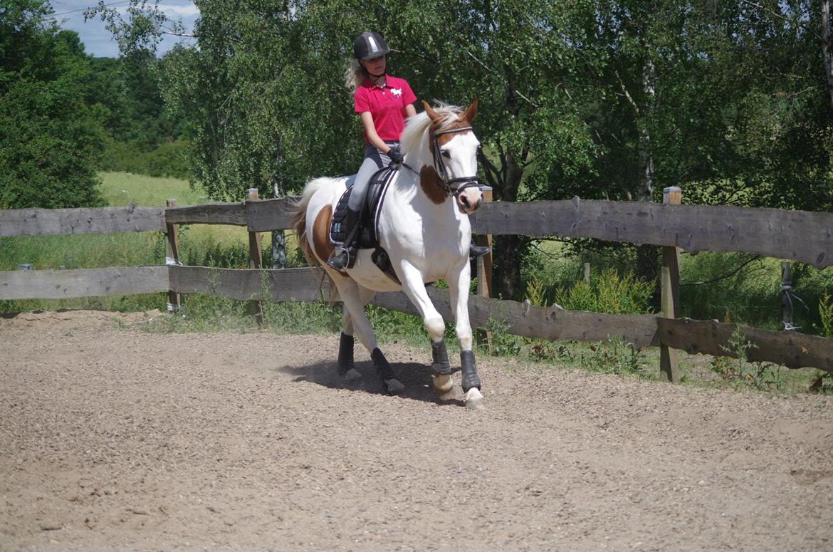 Pinto Camelot billede 15