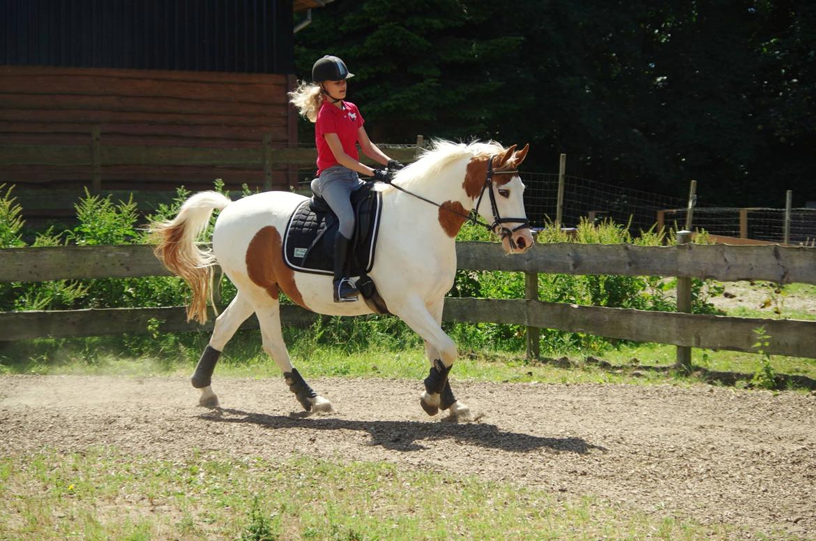 Pinto Camelot - sød <3 billede 16