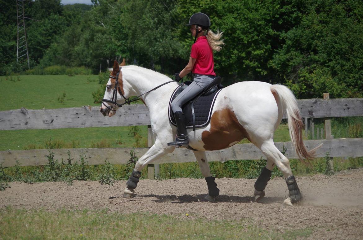 Pinto Camelot billede 14