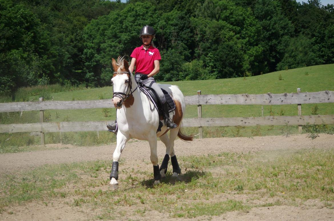Pinto Camelot - schenkelvigning <3 billede 13
