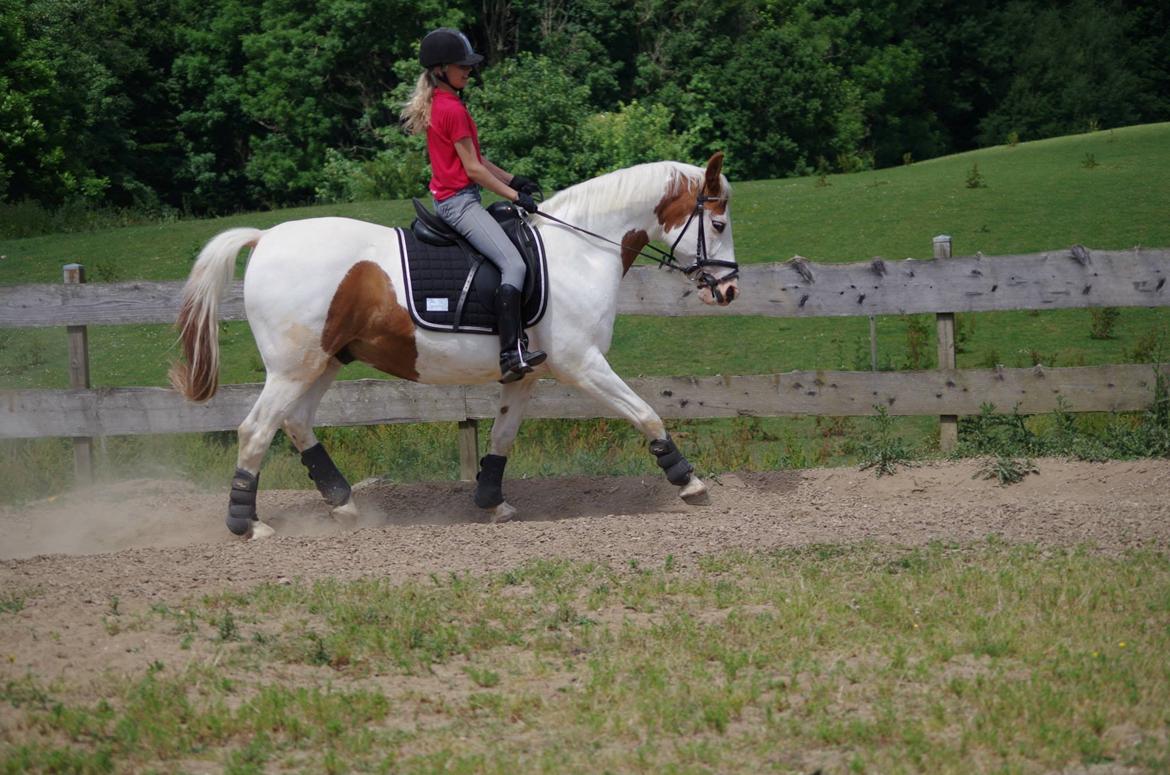 Pinto Camelot billede 4