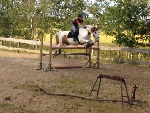 Pinto Camelot - 105 cm <3 billede 10