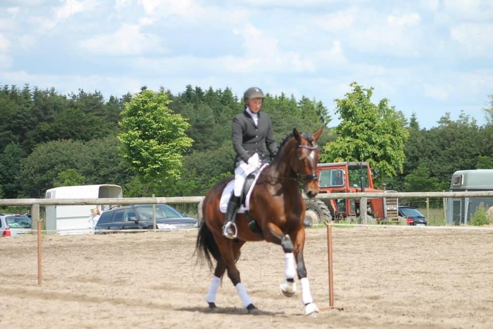 Dansk Varmblod Grangårdens Neptun (SOLGT) - Neptun 5 år og med sin nye ejer billede 1