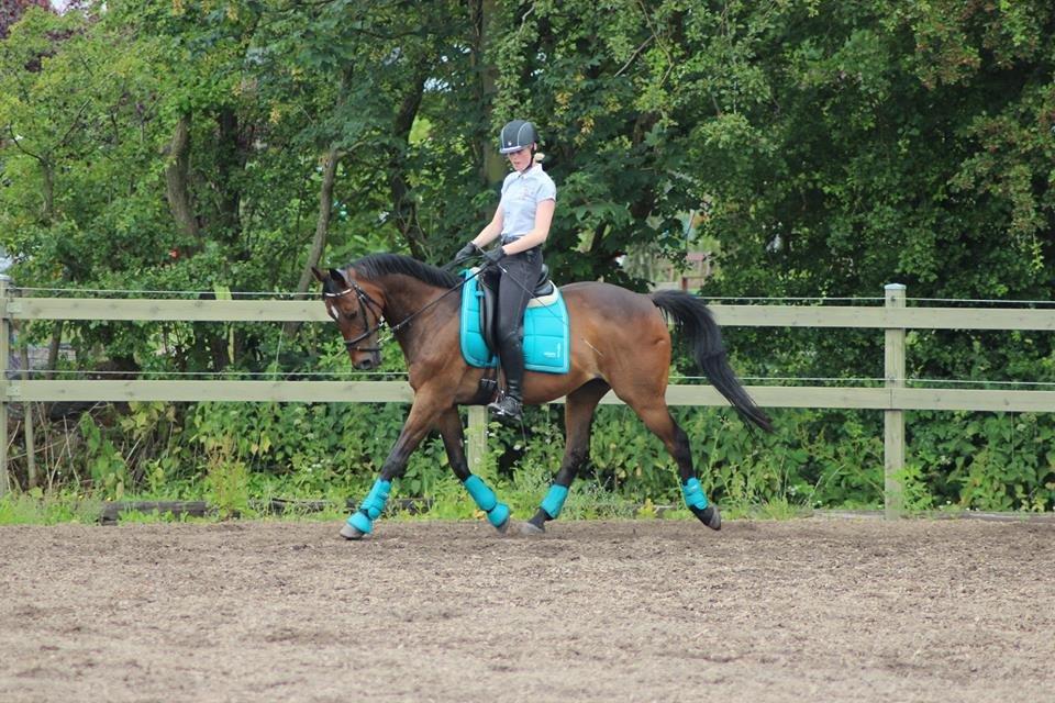 Anden særlig race Dark Stallion billede 19