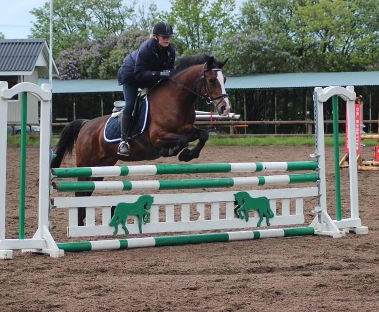 Anden særlig race Maddie billede 29