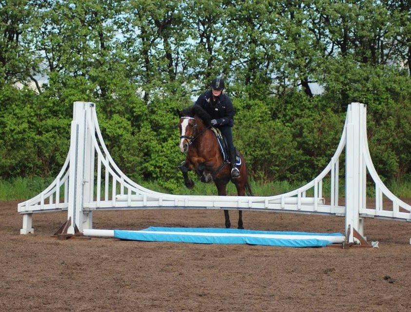 Anden særlig race Maddie billede 14