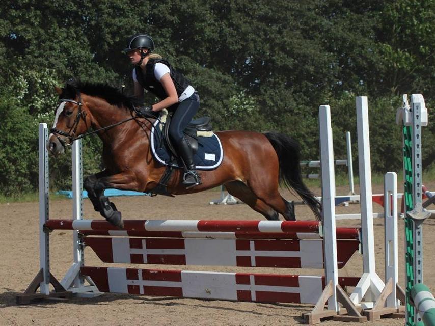 Anden særlig race Maddie billede 4