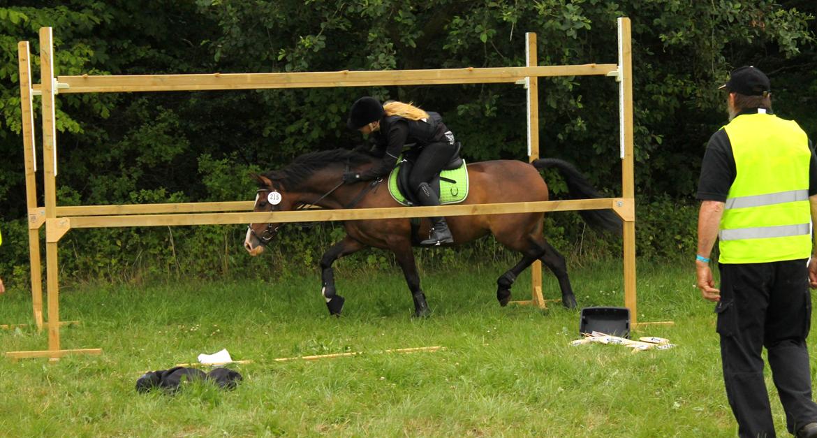 Anden særlig race Bonette - TREC - Forhindringridt. Landsfinalerne - Vilhelmsborg 2014 billede 14