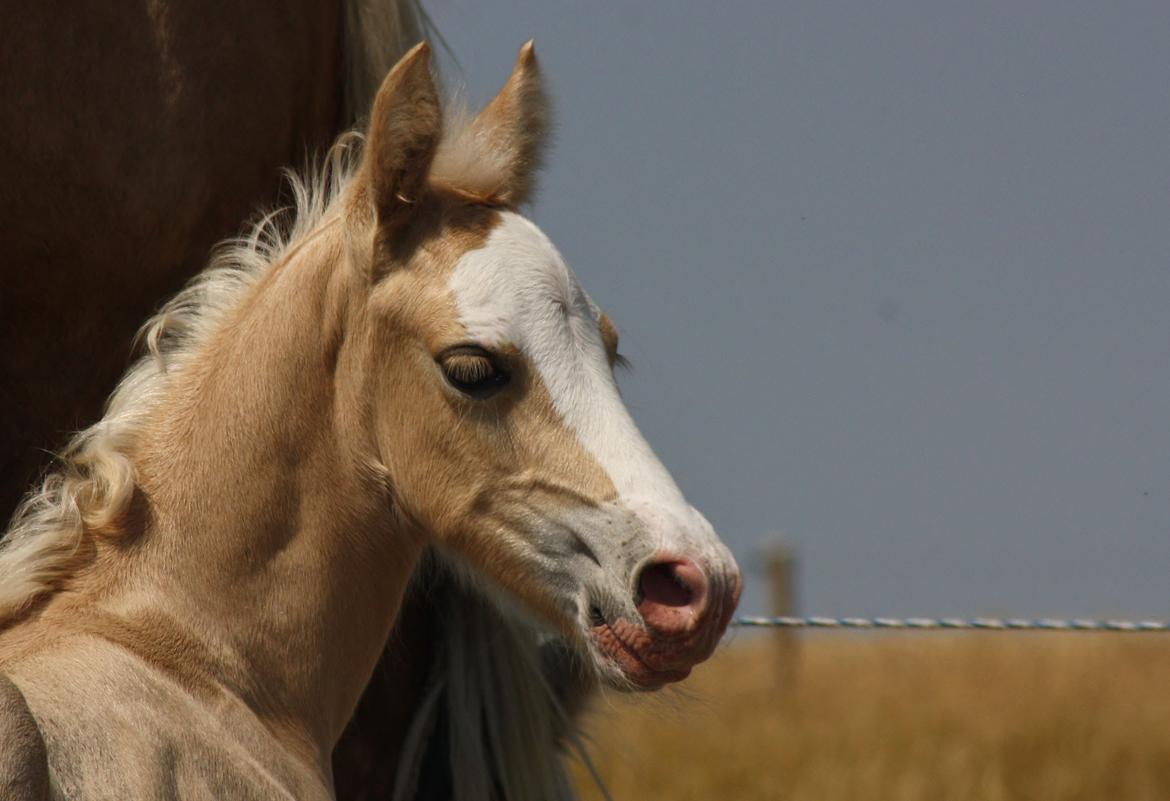 Welsh Cob (sec D) MELANDERS WILL TURNER *Avlshingst* - 1 uge gammel billede 9