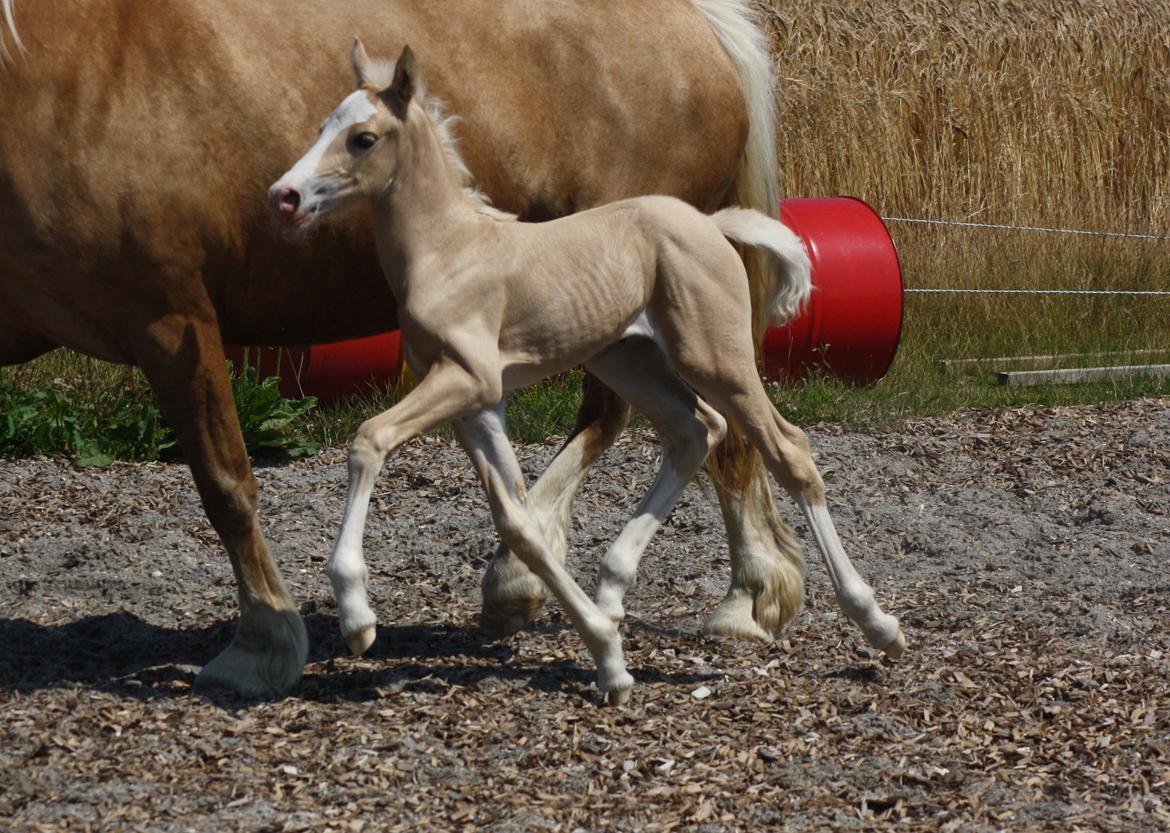 Welsh Cob (sec D) MELANDERS WILL TURNER *Avlshingst* - 1 uge gammel billede 14