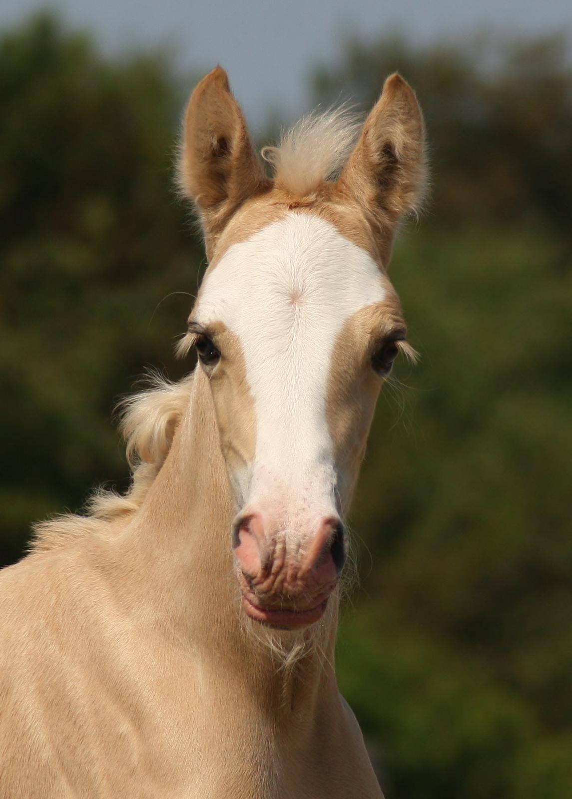 Welsh Cob (sec D) MELANDERS WILL TURNER *Avlshingst* - 1 uge gammel billede 15