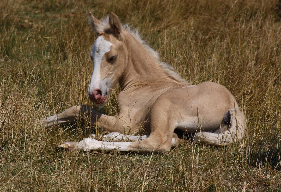 Welsh Cob (sec D) MELANDERS WILL TURNER *Avlshingst* - 1 uge gammel billede 16
