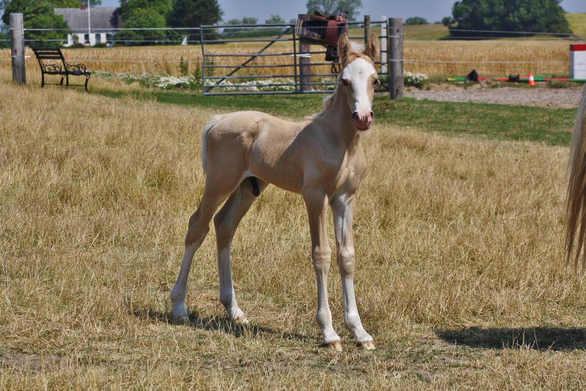 Welsh Cob (sec D) MELANDERS WILL TURNER *Avlshingst* - 1 uge gammel billede 17