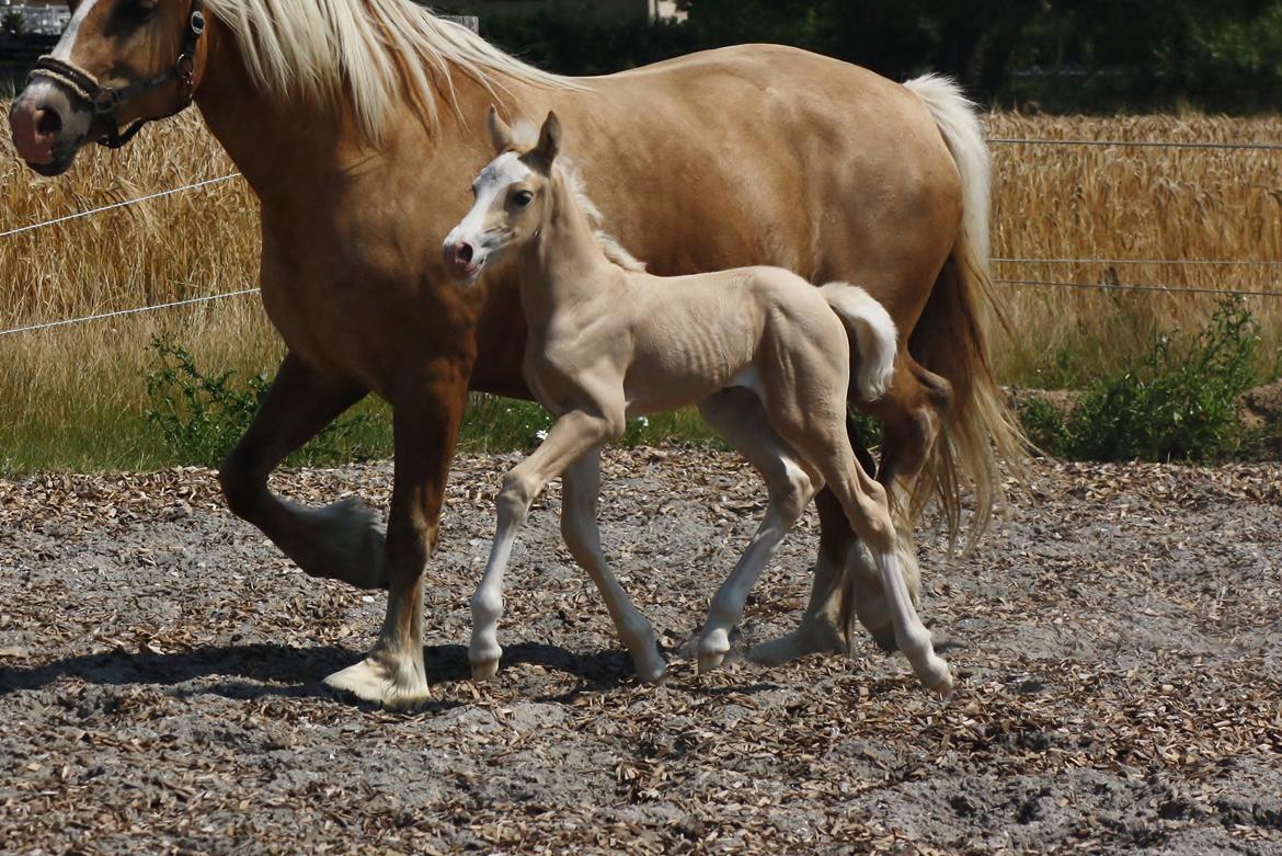 Welsh Cob (sec D) MELANDERS WILL TURNER *Avlshingst* - 1 uge gammel billede 20