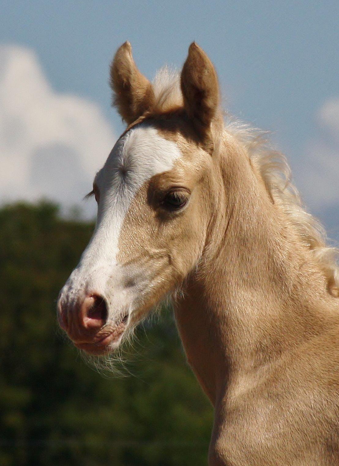 Welsh Cob (sec D) MELANDERS WILL TURNER *Avlshingst* - 3 dage gammel billede 8