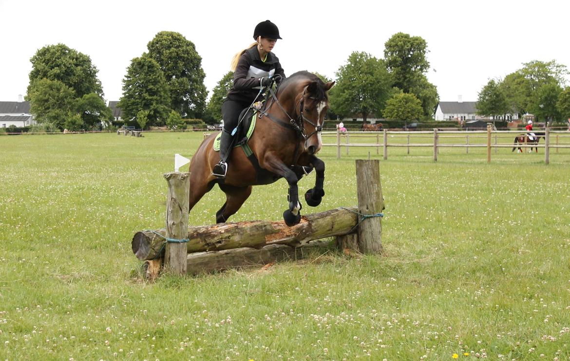 Anden særlig race Bonette - Spring over træstamme - TREC - Landsfinaler 2014. billede 5