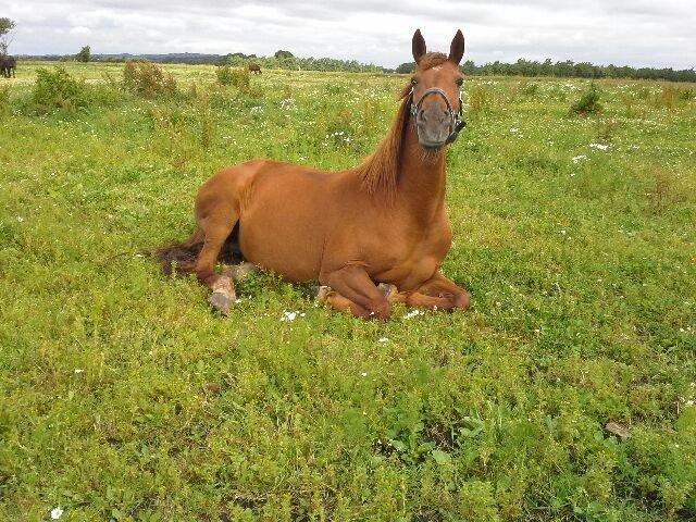 Fuldblod (XX) Jasmin billede 15