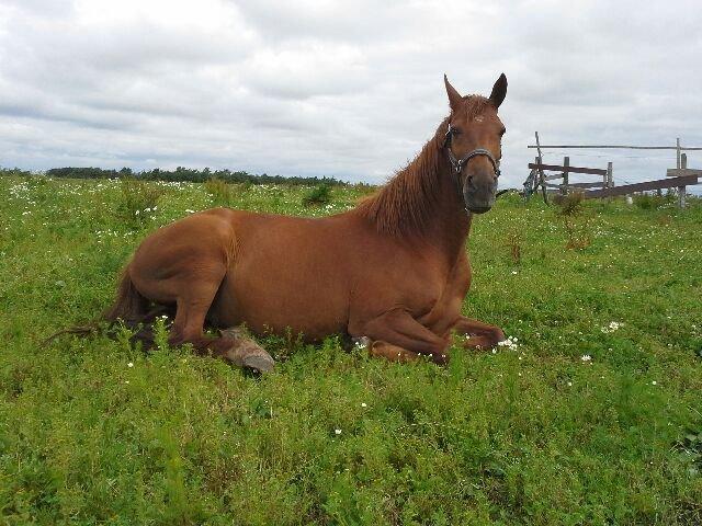 Fuldblod (XX) Jasmin billede 16