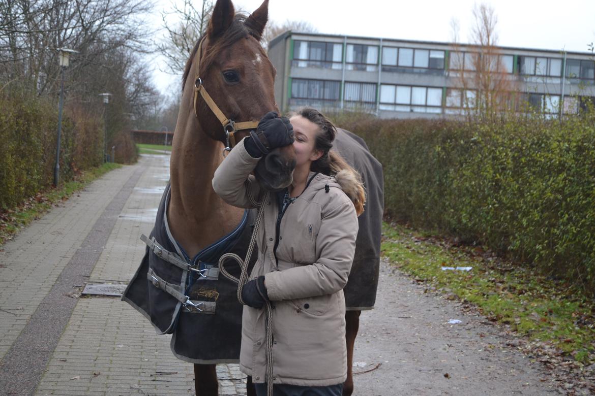 Dansk Varmblod Grøndalgaard's Mon Cherie billede 11
