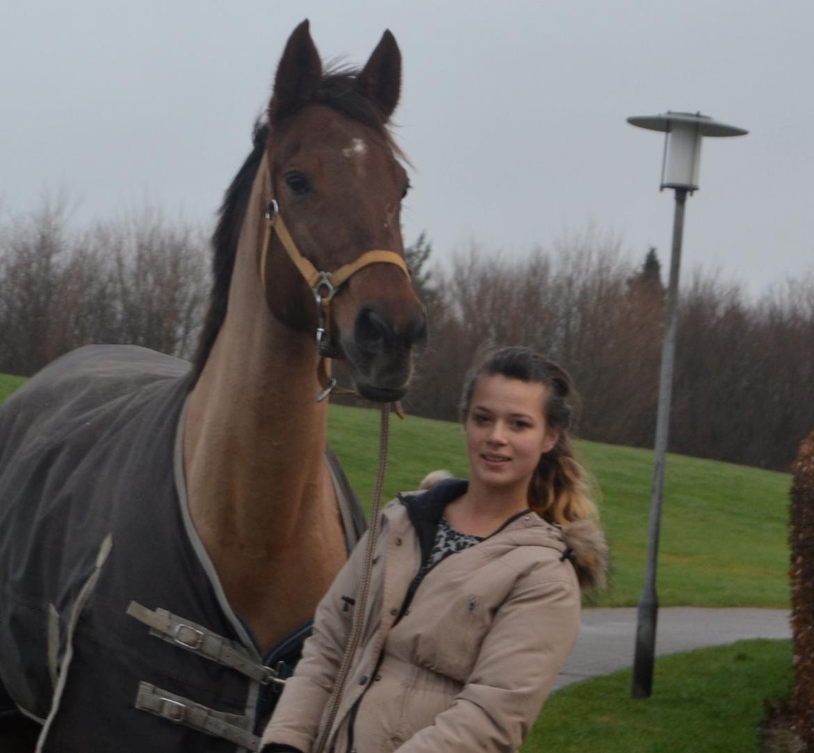 Dansk Varmblod Grøndalgaard's Mon Cherie billede 12