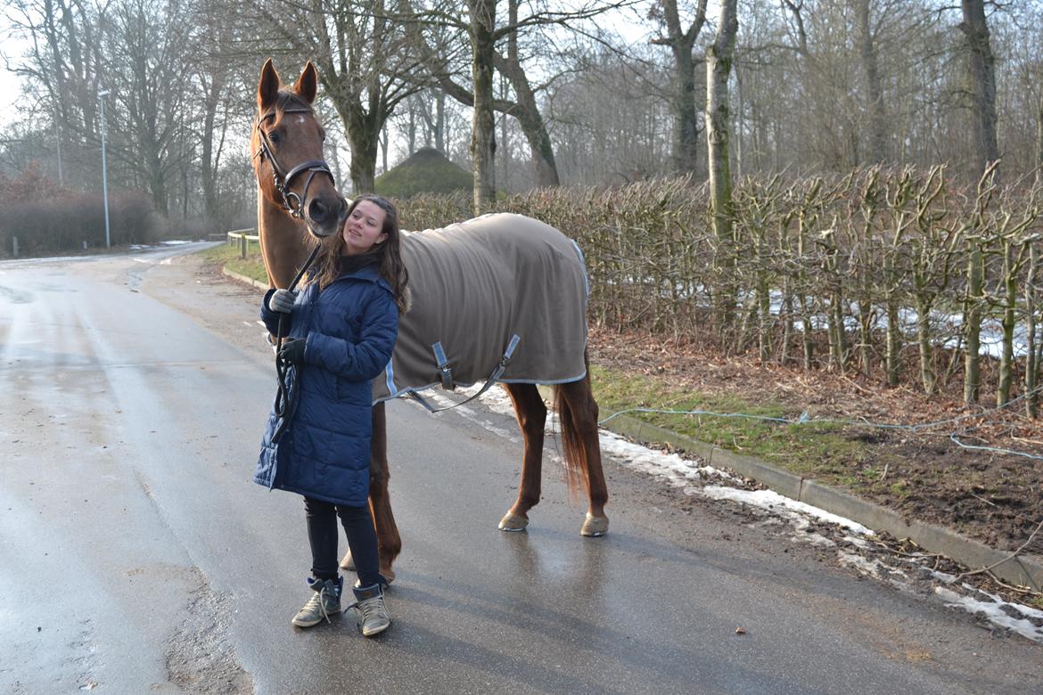 Dansk Varmblod Grøndalgaard's Mon Cherie billede 13