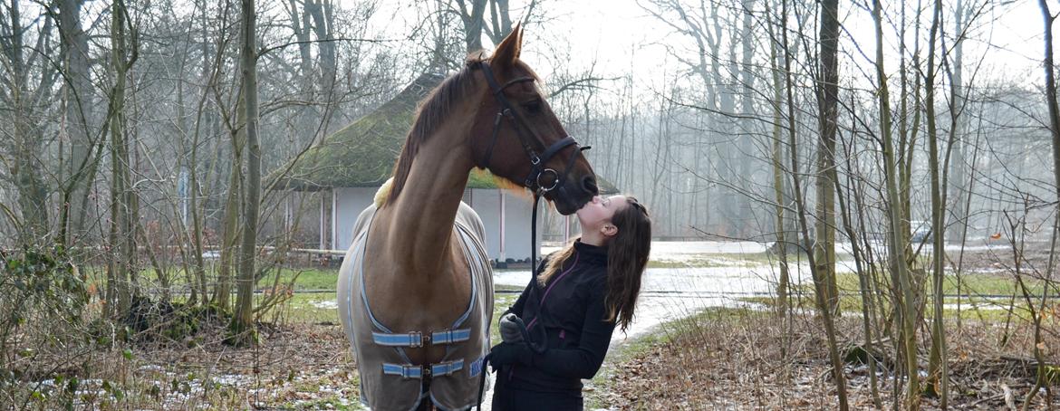 Dansk Varmblod Grøndalgaard's Mon Cherie - dagen vi sagde farvel. Det vr som om at du vidste det hele, og du vendte bare dit hovede mod mit, og gav mig et kys. du sagde farvel. Jeg håber at du har det rigtig godt der hvor du er nu, og at du ved at jeg stadig savner dig <3  billede 15