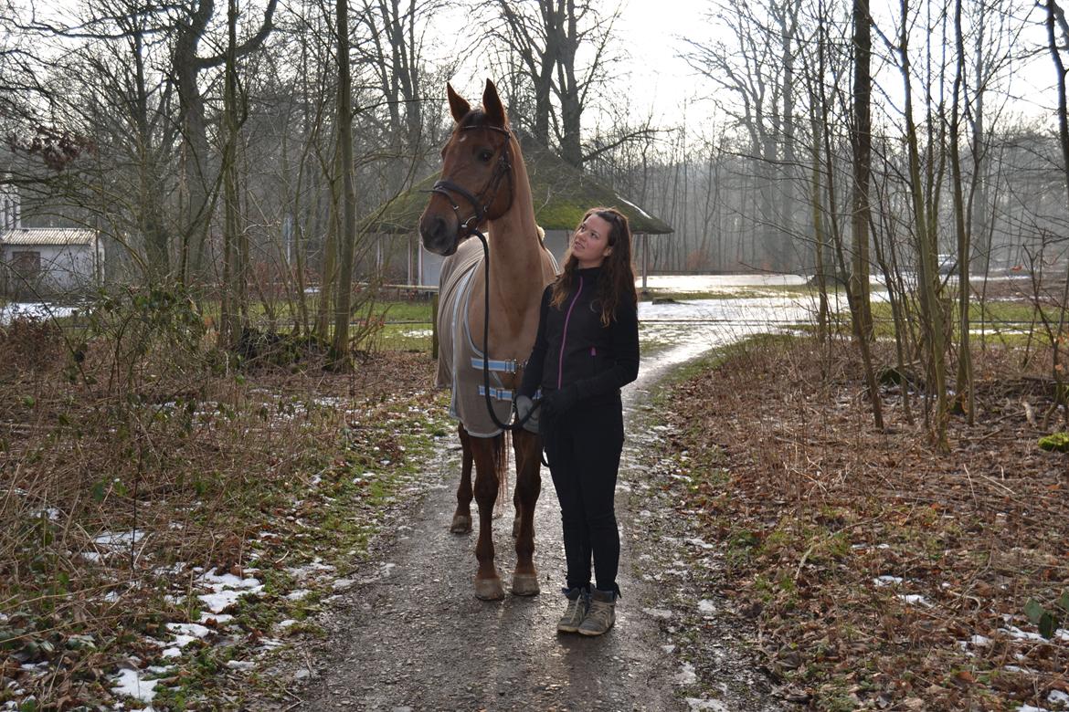 Dansk Varmblod Grøndalgaard's Mon Cherie billede 14