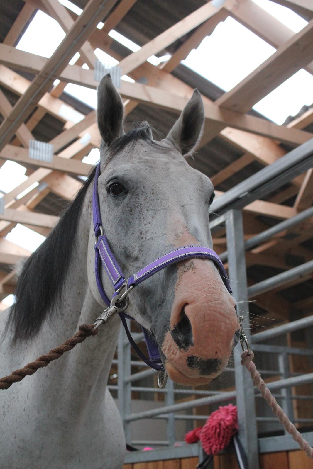 Holstener Fruerholm's Adonis *For Evigt Elsket <3* - På staldgangen billede 48
