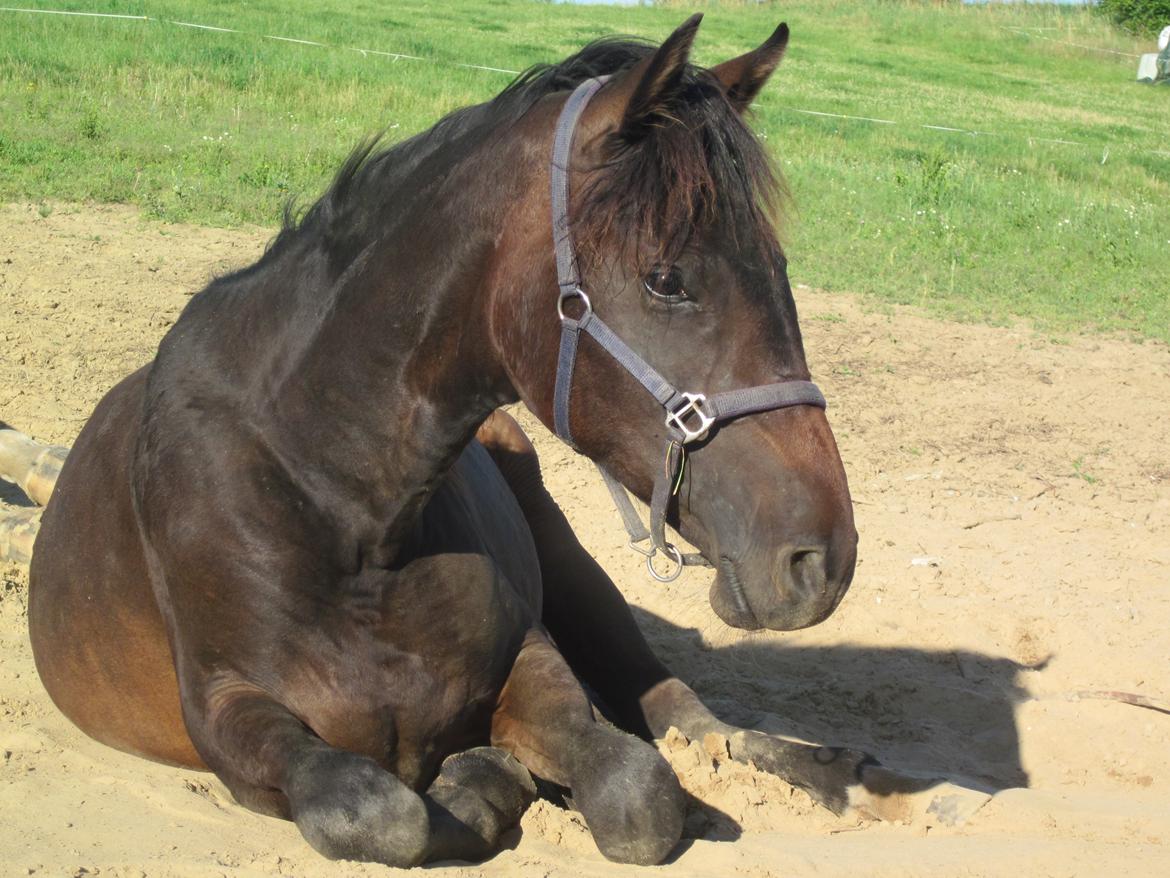 Dansk Varmblod Rockzanne Lox billede 21