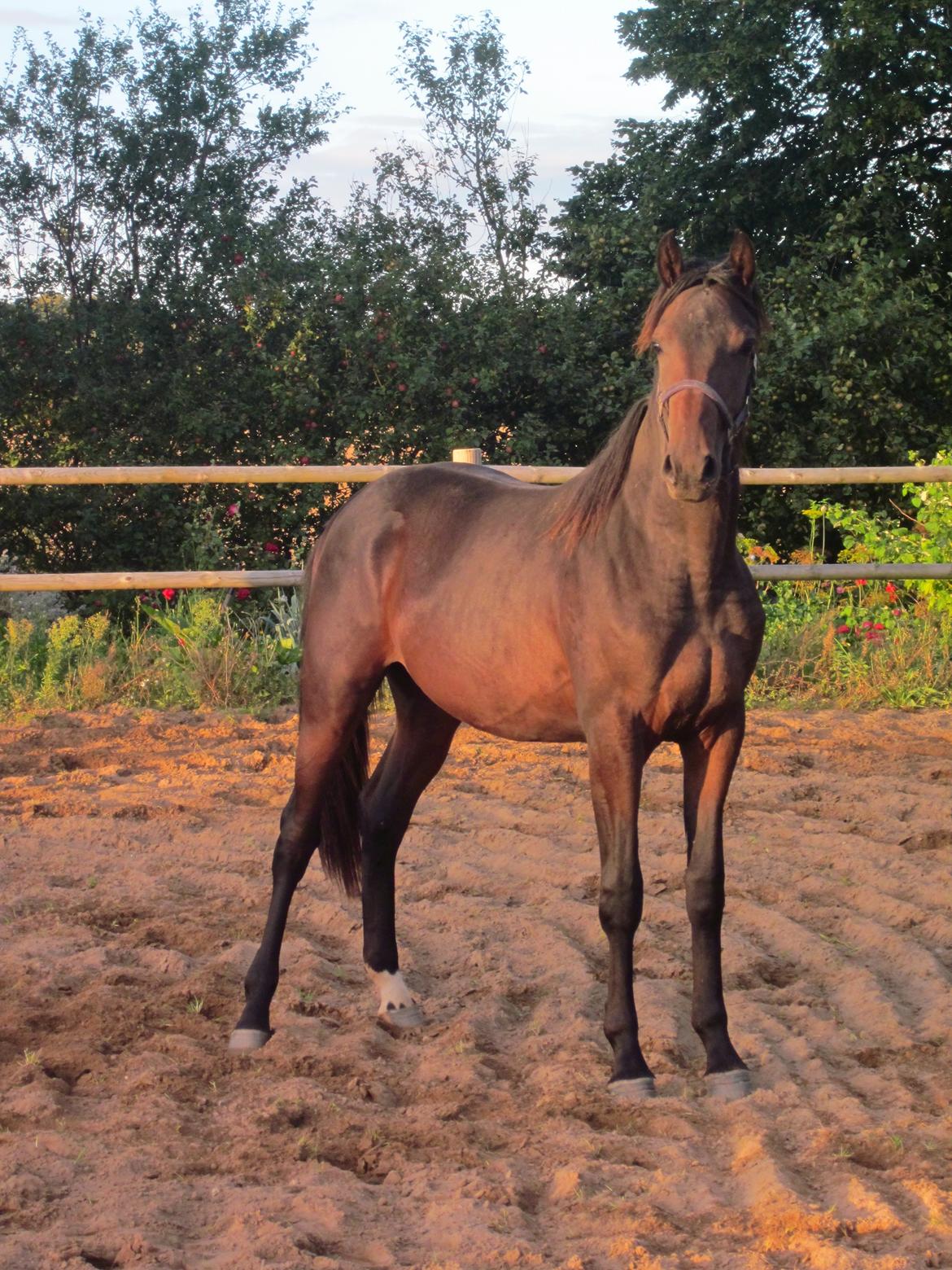 Dansk Varmblod Rockzanne Lox - 2 år gammel billede 22
