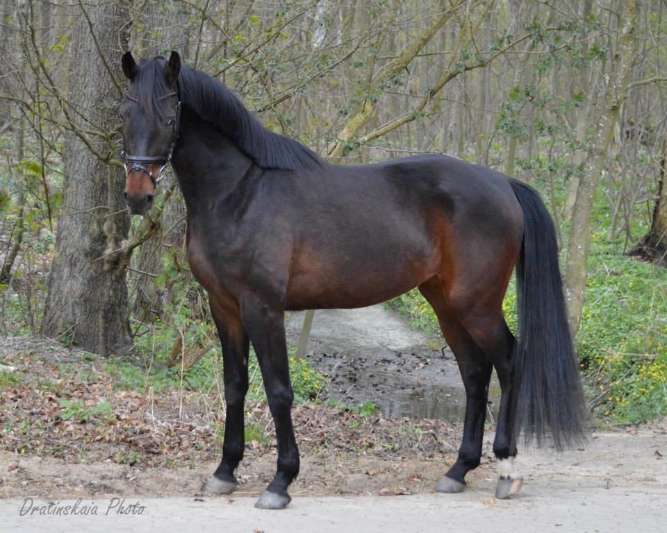 Dansk Varmblod Rockzanne Lox - Lige fyldt 3 år billede 23