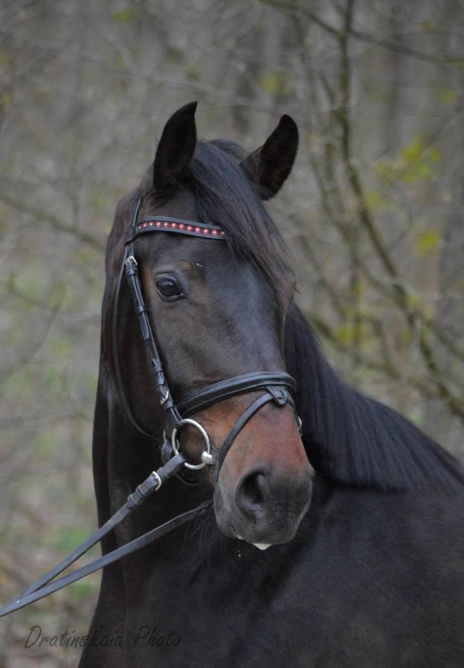 Dansk Varmblod Rockzanne Lox - SMukkeste hest <3 billede 25