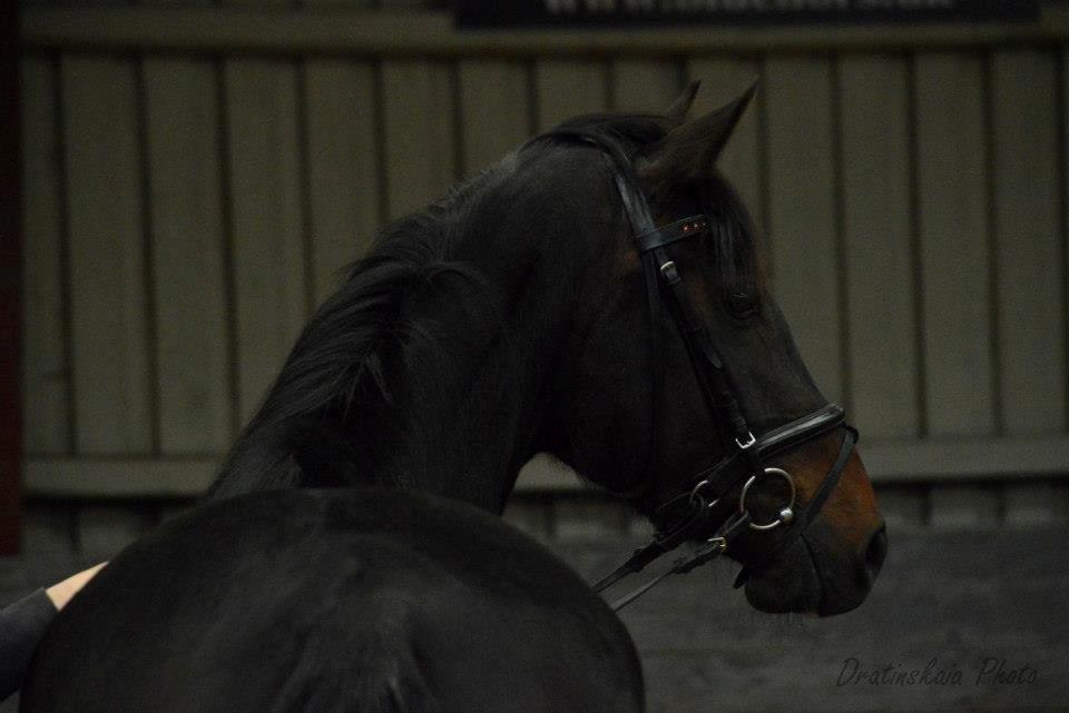 Dansk Varmblod Rockzanne Lox billede 24